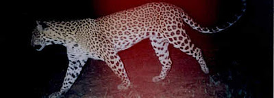 Macan Tutul Indocina ( Panthera Pardus Delacouri)
