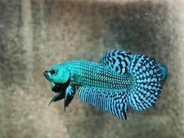 Ikan cupang alien turquoise