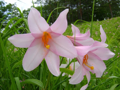 Лилия красноватая (Lilium rubellum)