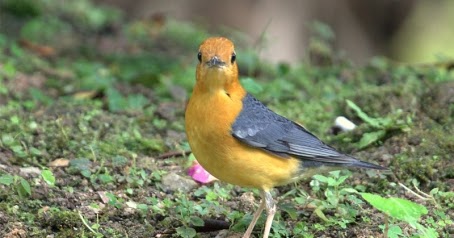 Berbagai Macam  Jenis Burung  Anis  Punglor Anis  Merah 