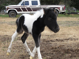 Miniature black and white tobiano filly