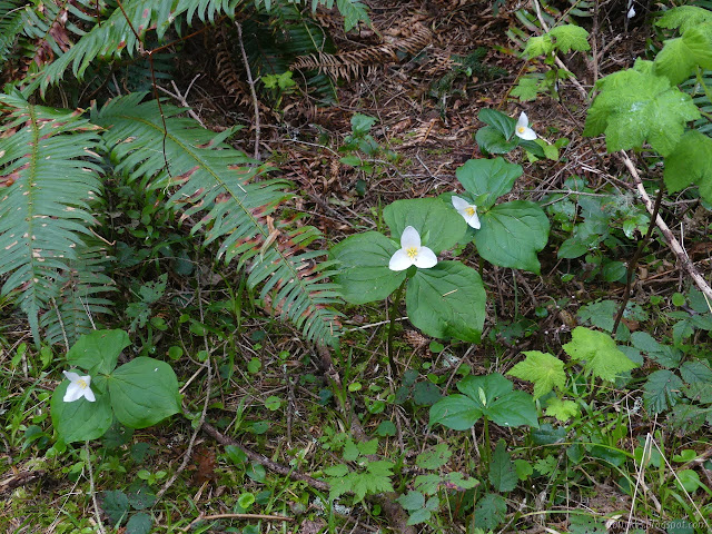 big white flowers, a triangle of triangles