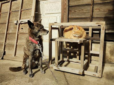 犬と猫（コケモモときな粉）