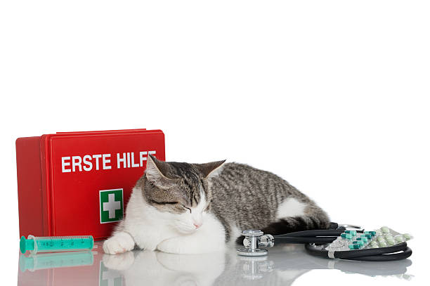 First Aid Fundamentals for Cat Emergencies