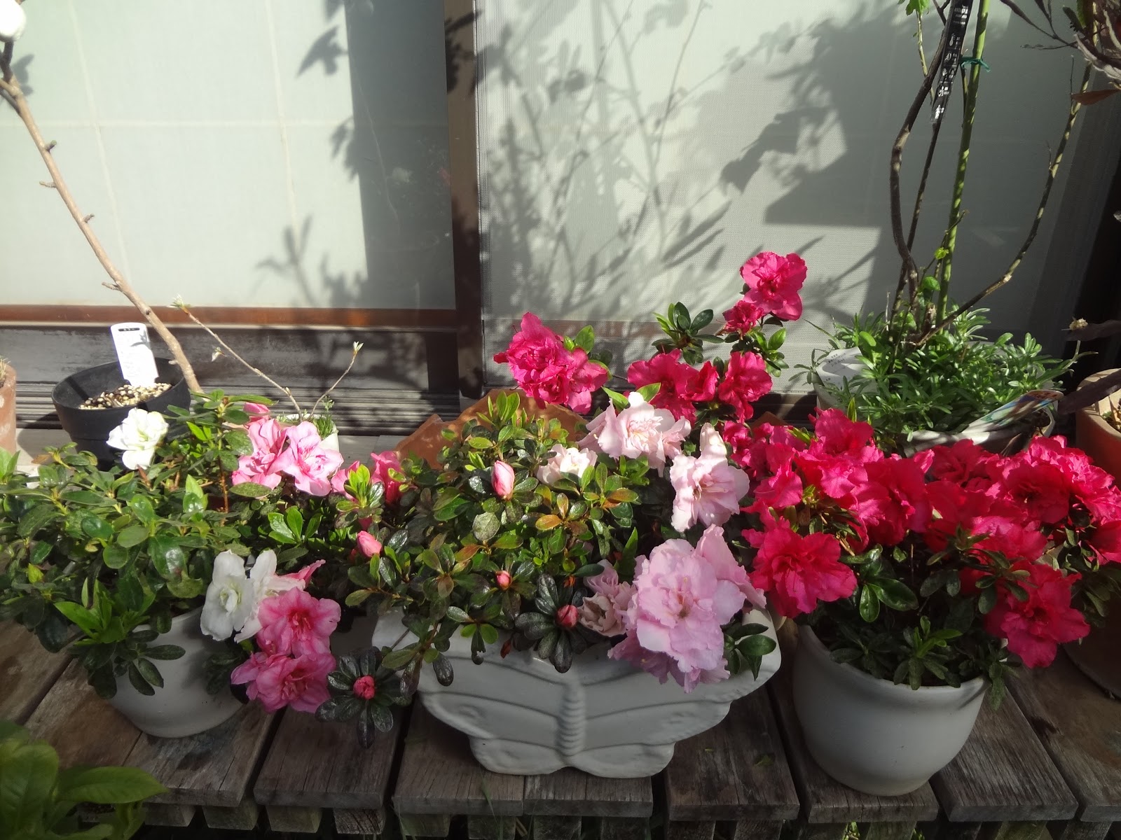 人気ダウンロード アゼリア 花 乾いた壁
