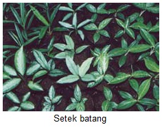  Bunga  Aglaonema  KASKUS