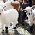 Kambing kerdil Lucu Ini Mungkin Bisa Untuk Kamu Pelihara