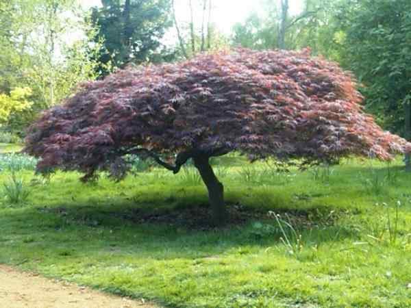 Young Maple Tree