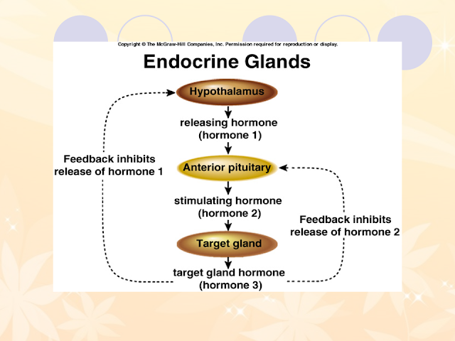 Endorcrine Glands