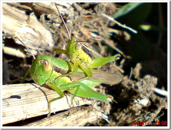 Oxya chinensis mating