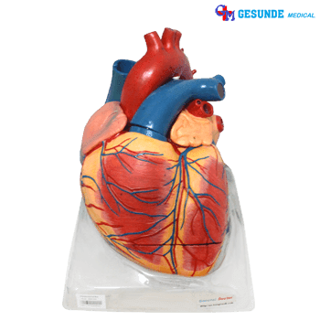 Jual Manekin Jantung Torso Patung Peraga Organ Jantung 