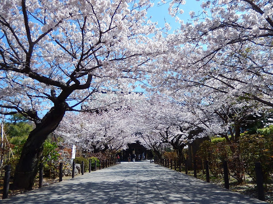 鎌倉 桜の名所 建長寺のソメイヨシノ