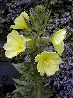 Evening Primrose Flowrs