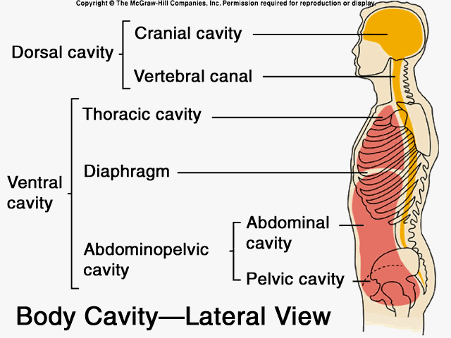 Body part labeling worksheet