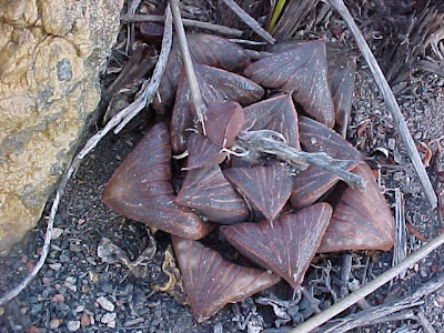 Haworthia fusca