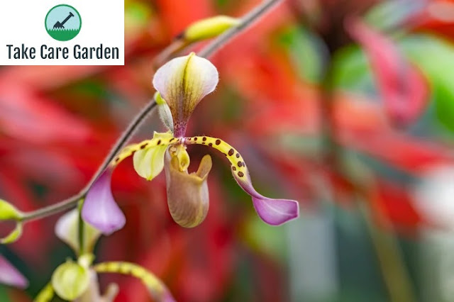 Orquídeas Raras: Beleza e Elegância na Decoração