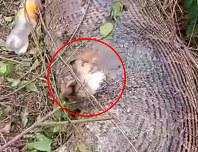 Watch The Moment A 15ft Snake Swallows Entire Cow Before Its Stomach Bursts Open (Video)