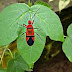 Structure and the Life Cycle of Red Cotton Stainer (Cotton Bug) 