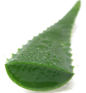 aloe vera