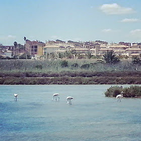 flamingos-la-marina-spain