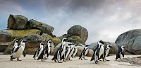 A group of penguins stands on the seashore. They are all black and white, with a yellow beak and paws. Some of the penguins are looking at the camera, while others are looking at each other. Mountains and the ocean can be seen in the background.