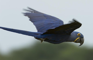 flying Hyacinth Macaw