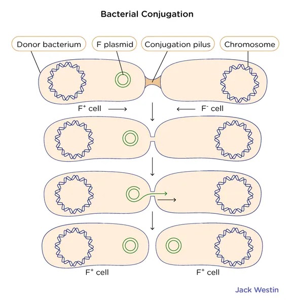COnjugation