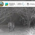  Se registró nuevamente un yaguareté a través del uso de cámaras trampa en la Reserva Natural Formosa