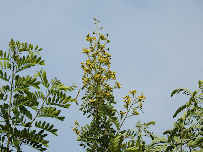 鐵刀木的花序