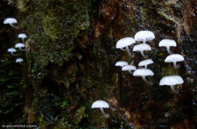 Mushrooms and fungi photo gallery 1