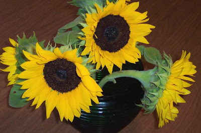 DivasoftheDirt, sunflowers