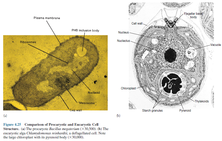 Comparison of Procaryotic and Eucaryotic Cell Structure