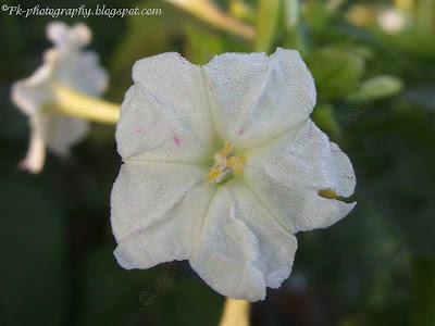 White Four O'clock Flower