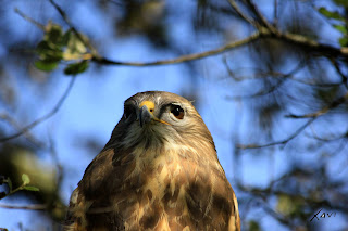 Buteo buteo- Javier Pérez