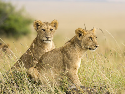 baby lion cubs playing. Baby Lions