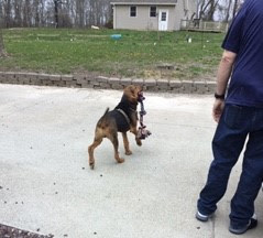 Hank is facing away from the camera, standing on a driveway with a rope toy in his mouth. His head is turned toward a person closer to the camera.