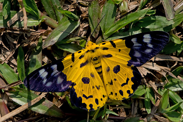 Disphania militaris the False Tiger Moth