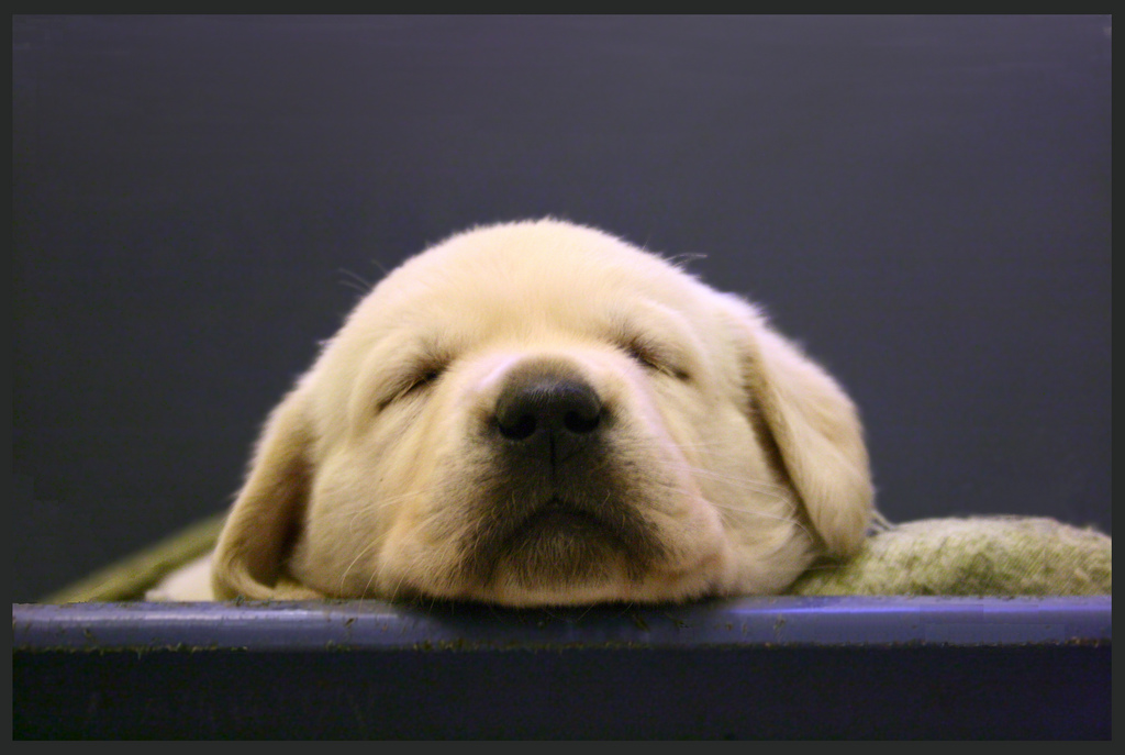 yellow lab puppies wallpaper. Puppies, photos, q a and