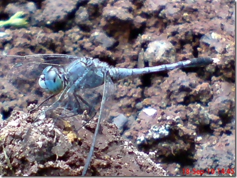 small blue dragonfly 6