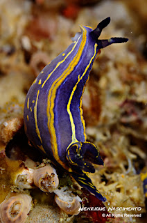 Felimare tricolor
