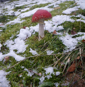 Mushroom in snow