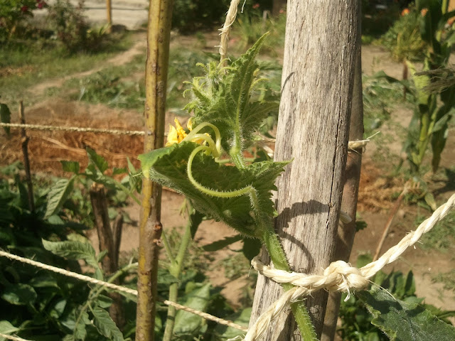 flor do pepino