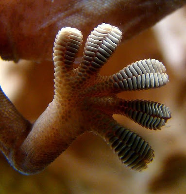 The Beautiful Complexity of Animal Hands