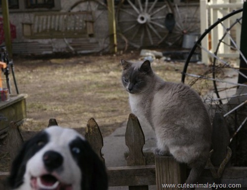 50_Funniest_Animal_Photobombs_Of_All_Time_33