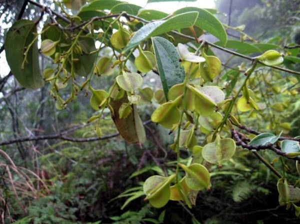 Quả cây Củ Nâu - Dioscorea cirrhosa - Nguyên liệu làm thuốc Chữa Đi Lỏng-Đau Bụng