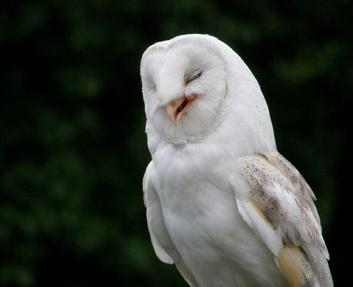 pictures-of-funny-laughing-owls