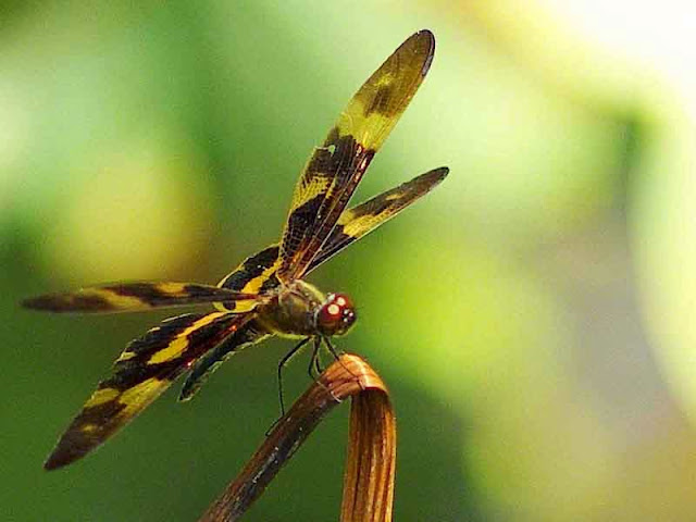 black and gold dragonfly, wings spread