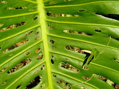 feuille guillaume lelasseux 2008