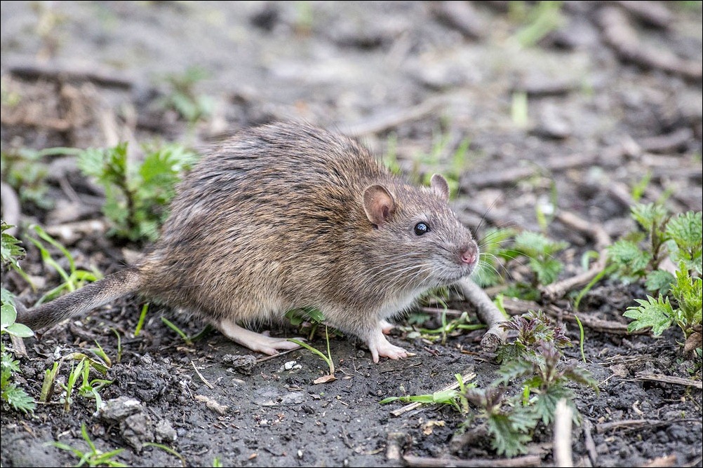 Brown Rat