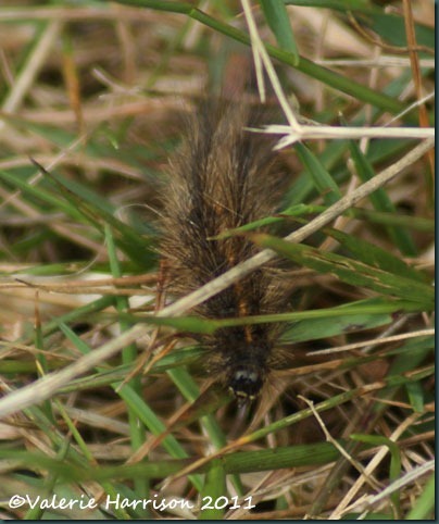 15-hairy-caterpillar